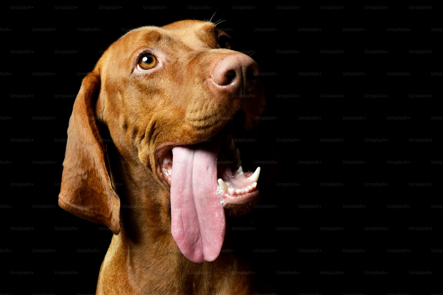 Hund atmet schnell: Ursachen, Warnzeichen und was jetzt zu tun ist