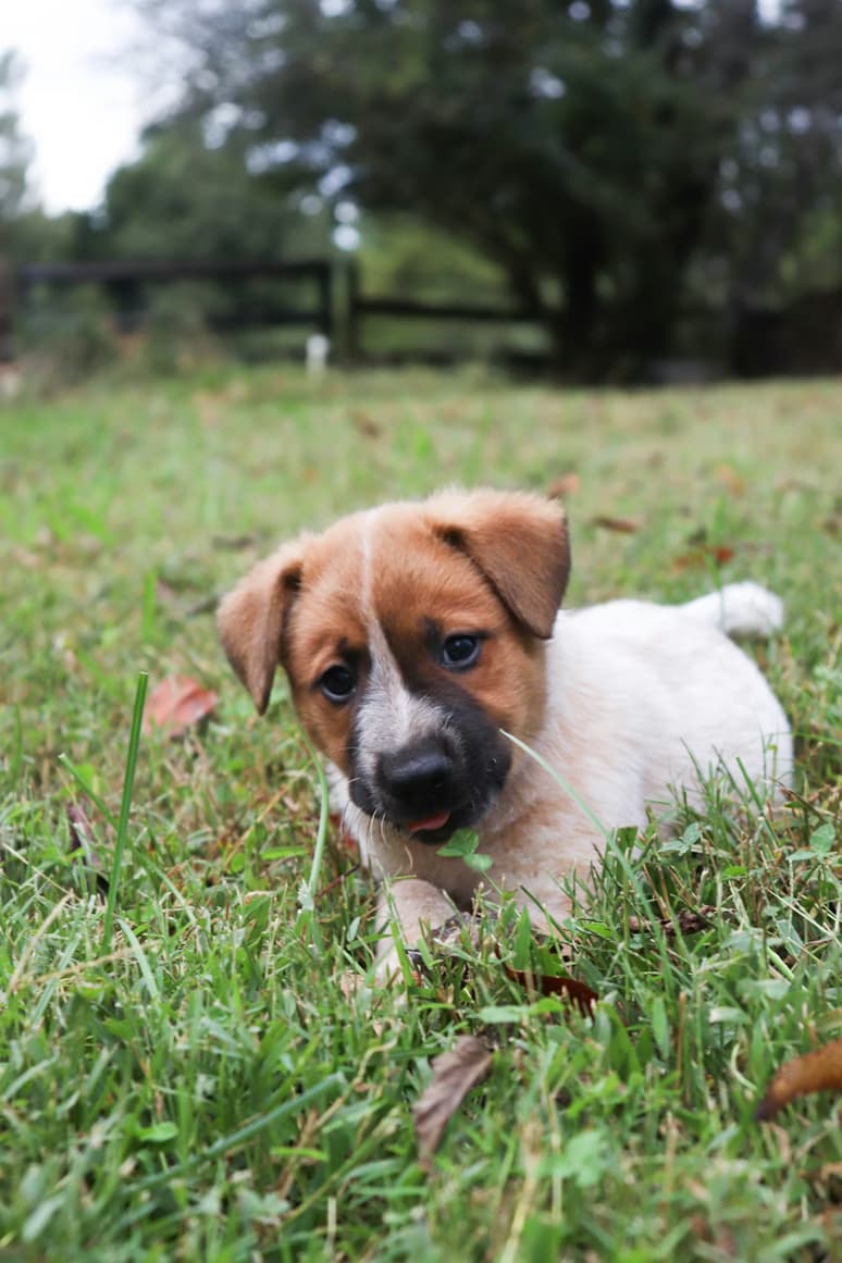 Hund frisst Gras – harmlos oder gefährlich?