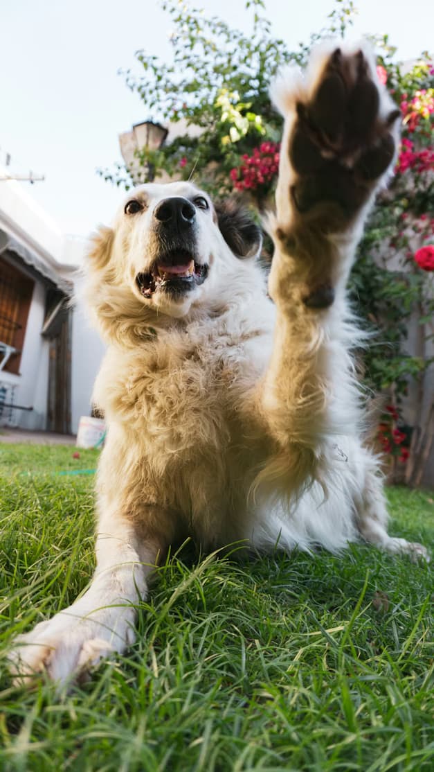 Warum humpelt mein Hund? Ursachen, Symptome und was du tun kannst