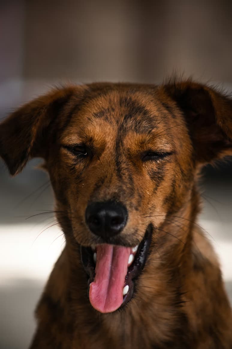 Warum hustet mein Hund? 12 mögliche Ursachen im Überblick