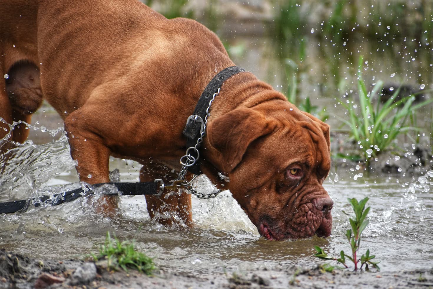 Hund trinkt viel Wasser – ab wann ist es bedenklich?