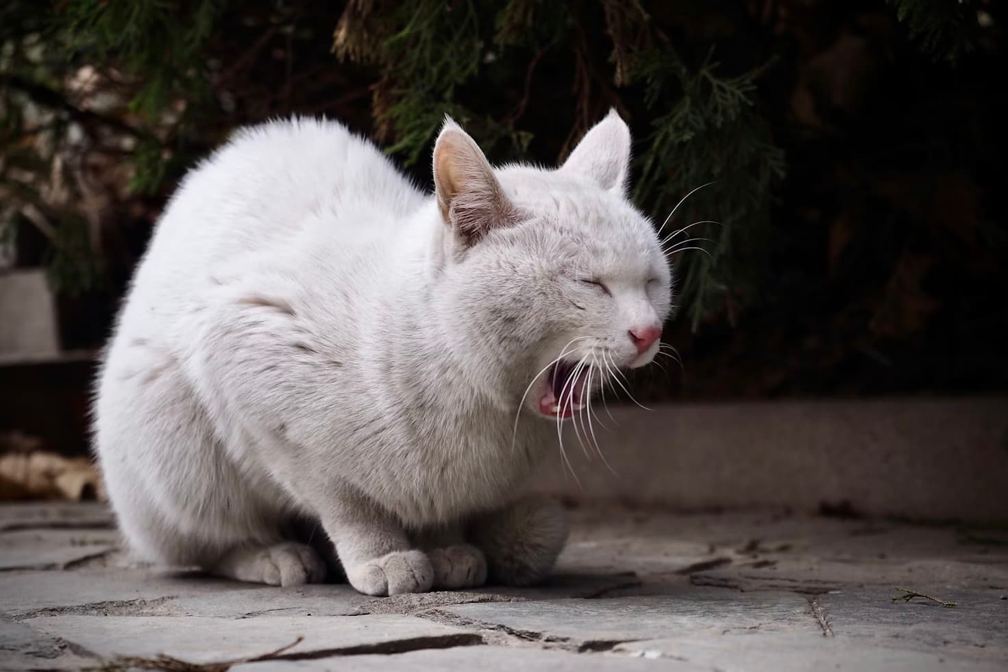Katze erbricht weißen Schaum: Ursachen und wann ein Tierarztbesuch nötig ist