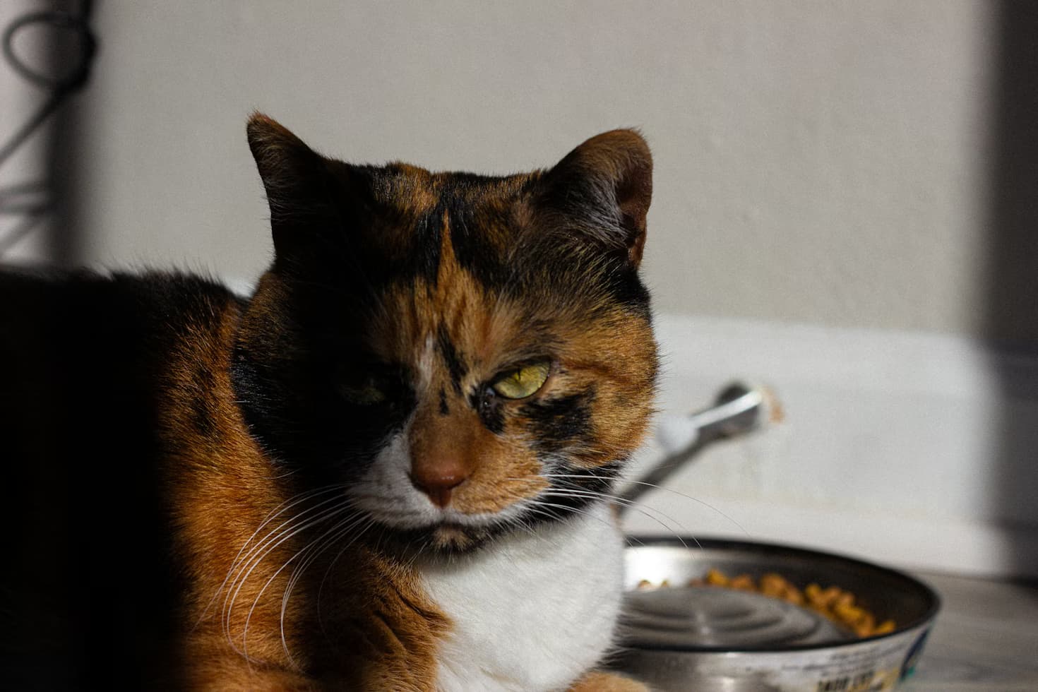 Katze frisst nicht: Wann du handeln solltest