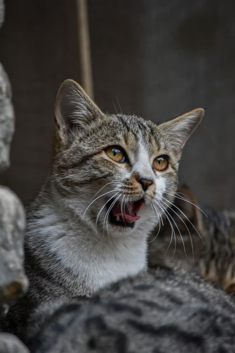 Warum hechelt meine Katze?