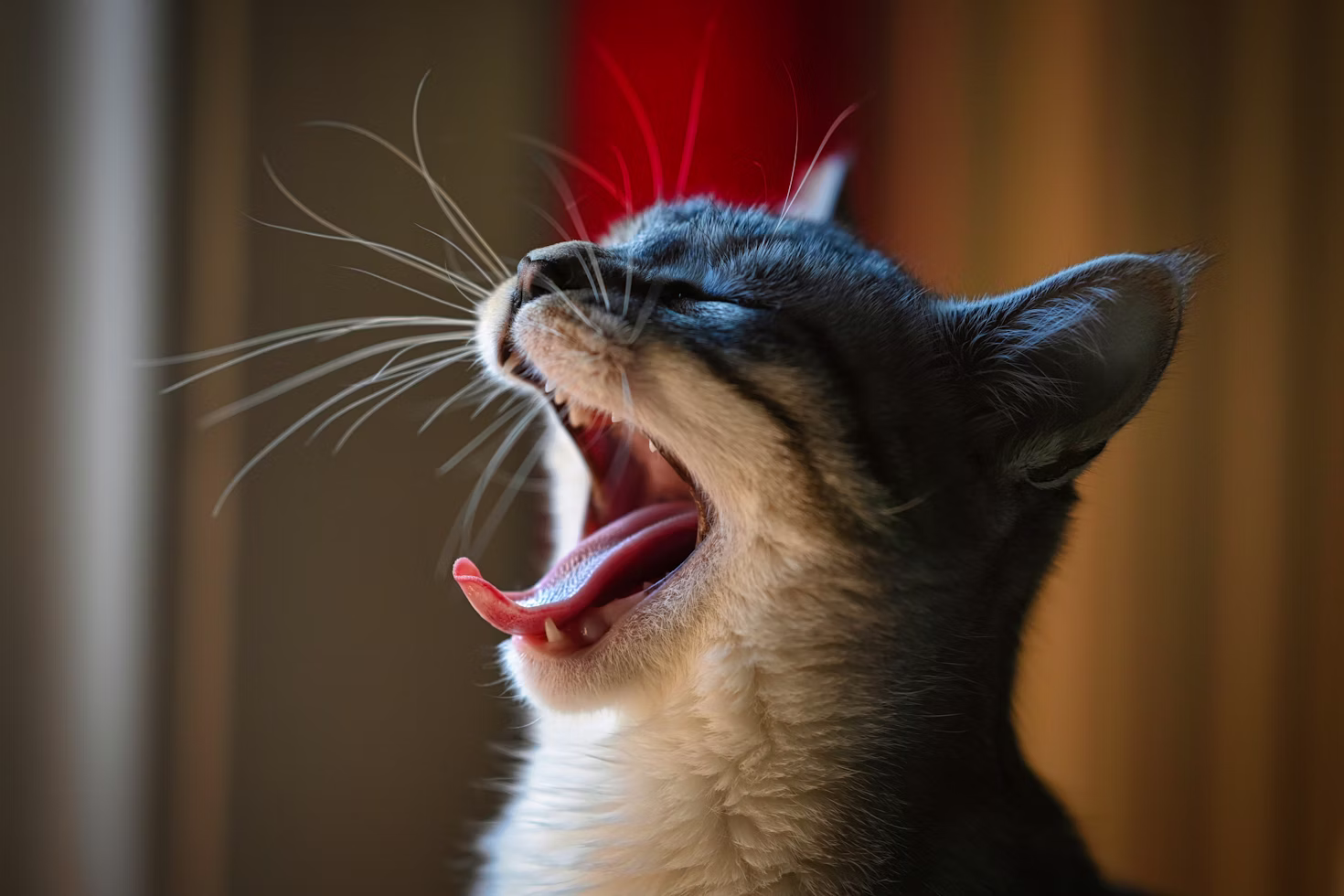 Mundgeruch und Speichelfluss bei Katzen: Harmlos oder Warnsignal?
