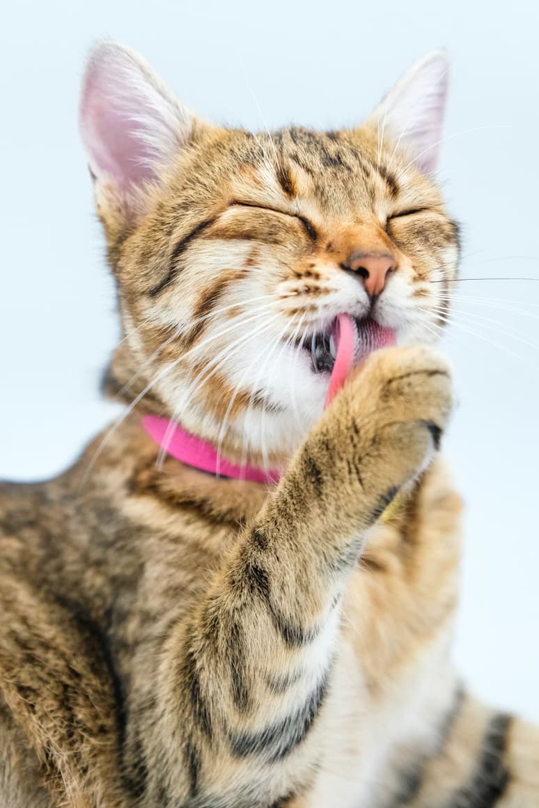 Warum putzt sich meine Katze so viel?