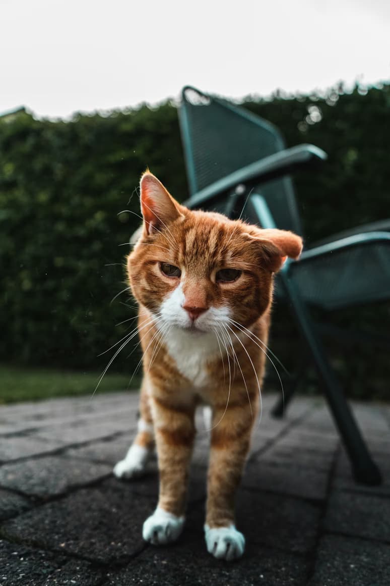 Katze schüttelt den Kopf: Mögliche Ursachen und wann es gefährlich wird