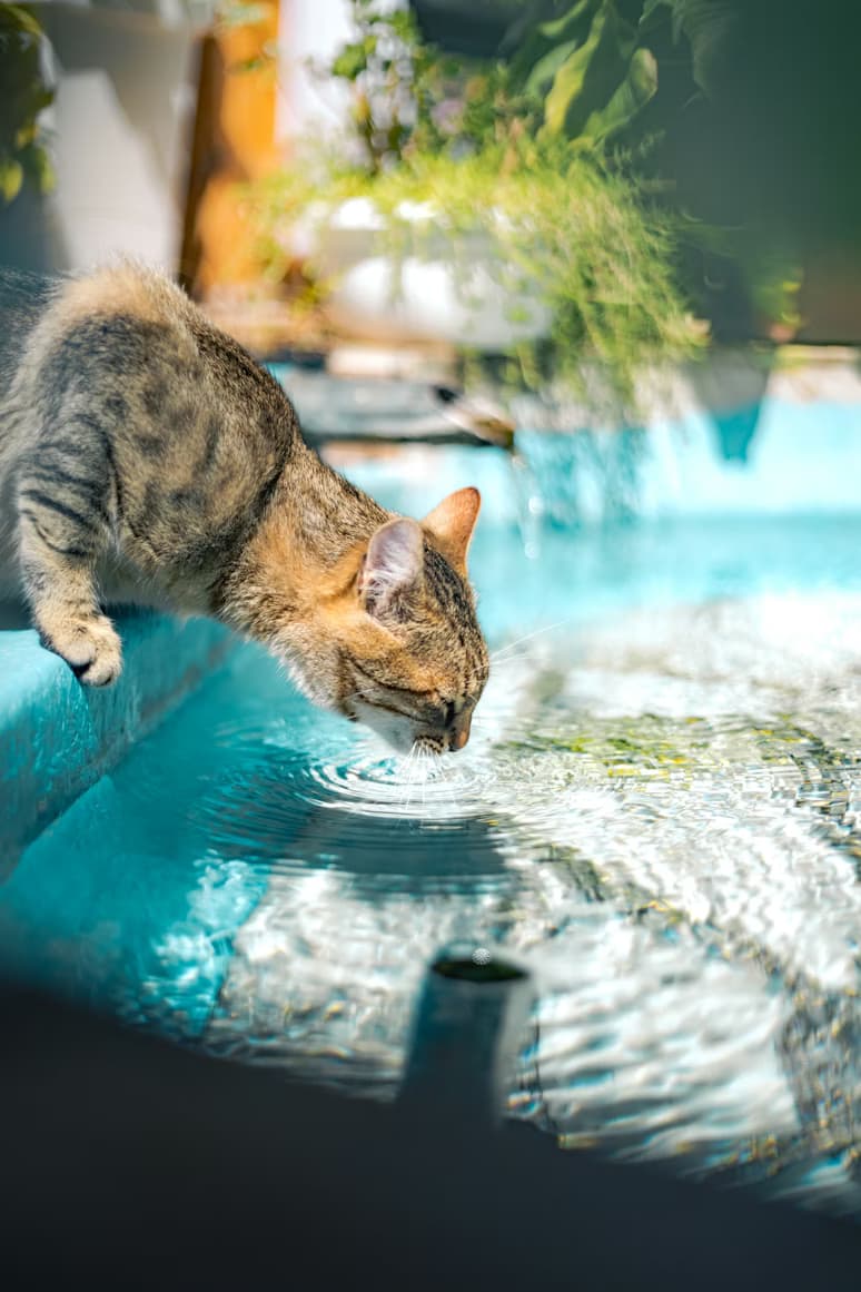Katze trinkt plötzlich viel – Ursachen, Symptome & was du tun kannst