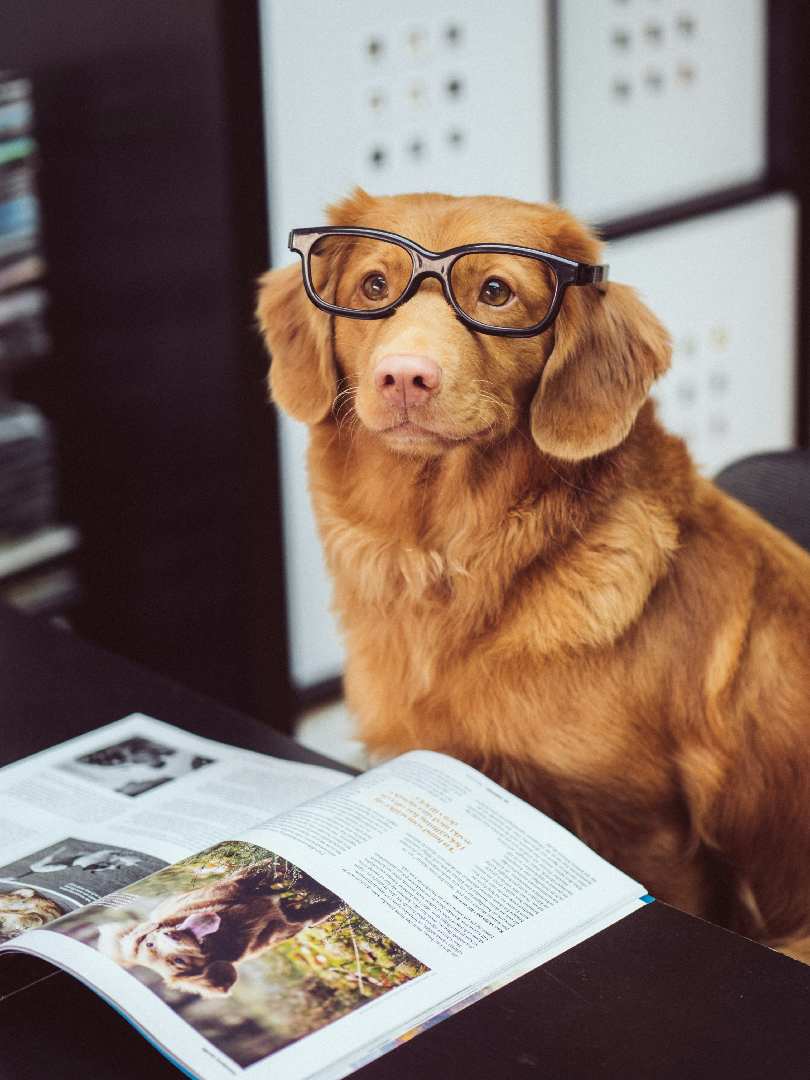 Dog with glasses